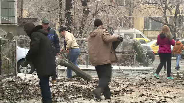 Masini distruse de copaci