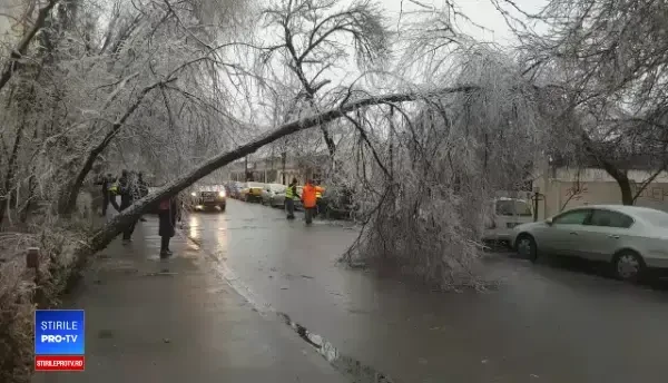 Scene ”apocaliptice” cu sute de copaci căzuți din cauza ploii înghețate. GALERIE FOTO