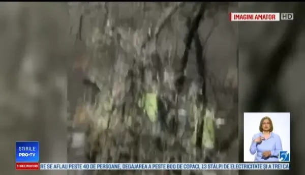 Scene ”apocaliptice” cu sute de copaci căzuți din cauza ploii înghețate. GALERIE FOTO