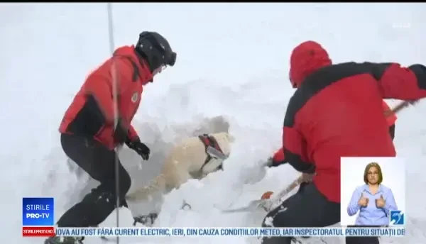 Câini antrenați pentru salvarea victimelor surprinse de avalanșe, în Munții Apuseni