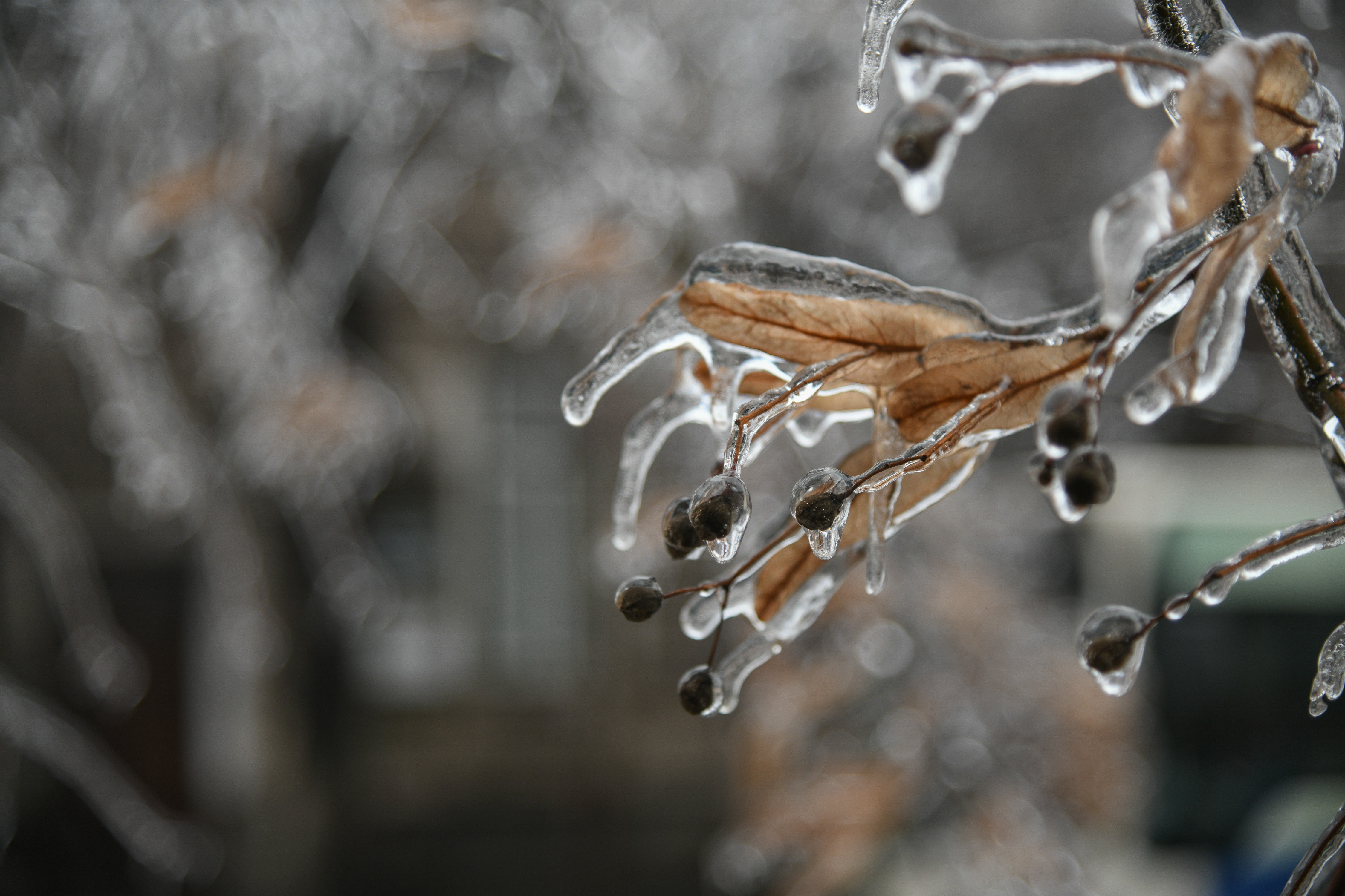 Specialiștii, îngrijorați de amploarea înghețului în România. Vegetația este afectată