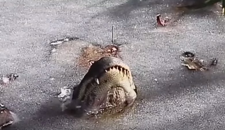 Ce s-a întâmplat de fapt cu 18 aligatori care au înghețat cu botul la suprafață. VIDEO