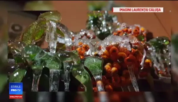 Specialiștii, îngrijorați de amploarea înghețului în România. Vegetația din sud este afectată
