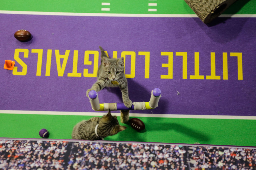 KittenBowl aliniază la start cele mai drăgălașe pisici pentru a fi adoptate