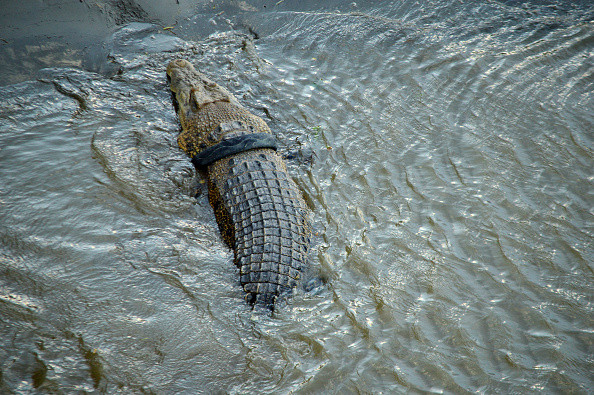 Un bărbat susține că a mușcat un crocodil pentru a-și salva copilul