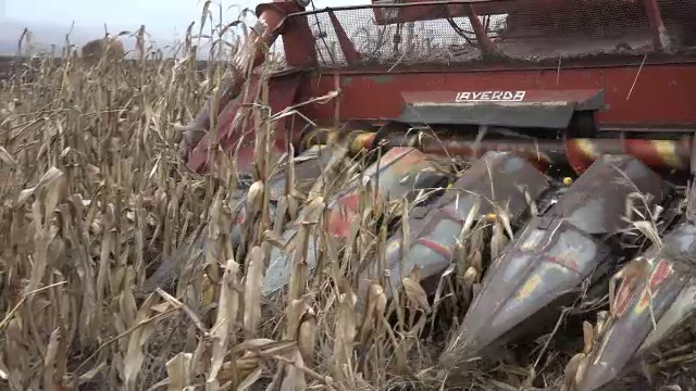 Județul din țară unde porumbul este recoltat în ianuarie. Care este explicația