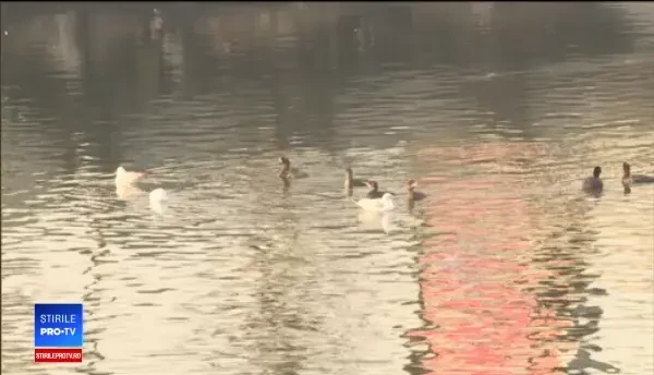 Replica pescarilor la declarația lui Daea despre ”cormoranii care fac baie în piscine”