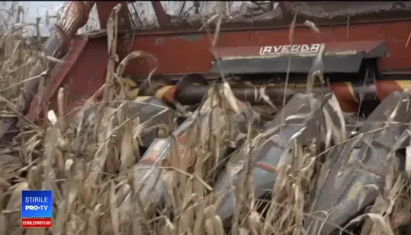 Județul din țară unde porumbul este recoltat în ianuarie. Care este explicația