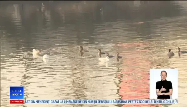 Replica pescarilor la declarația lui Daea despre ”cormoranii care fac baie în piscine”