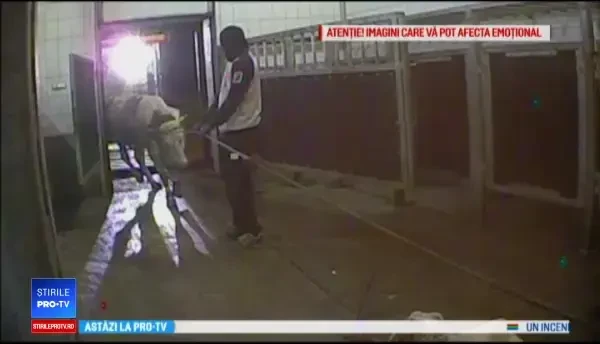 Caz șocant: vaci bolnave, sacrificate la abator. Carnea a ajuns la o fabrică de mezeluri