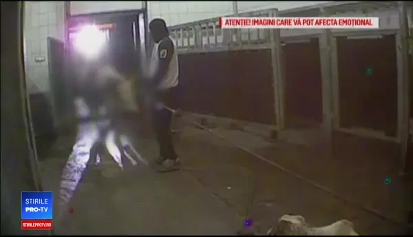 În România a intrat carne de vită de la animale bolnave din Polonia. Anunțul ANSVSA