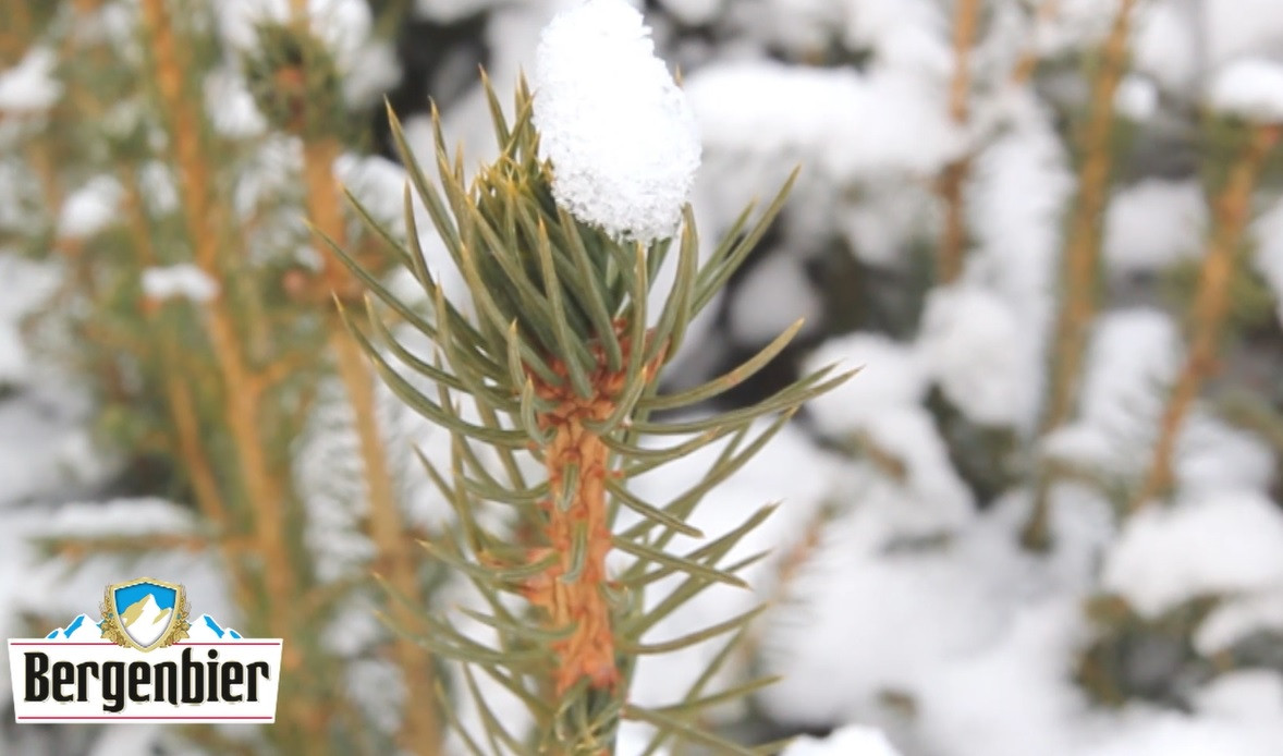 Consumatorii Bergenbier sunt eroii pădurilor de brad