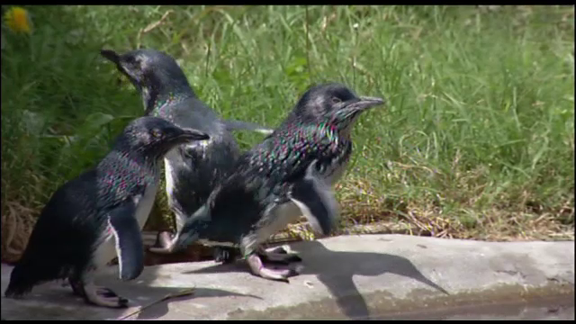 Pinguini pitici albaştri, furaţi din propriul cuib. Autorităţile din Noua Zeelandă au deschis anchetă
