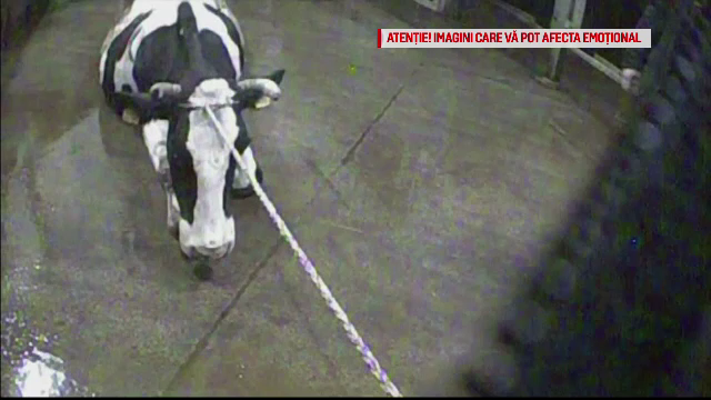 Polonia a exportat 2.700 de kg de carne de vită suspectă spre UE, inclusiv în România