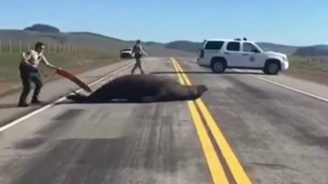 Operațiune de salvare neobișnuită în California