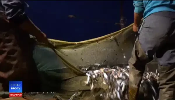 A început sezonul scrumbiei. De ce are carnea mai gustoasă în această perioadă