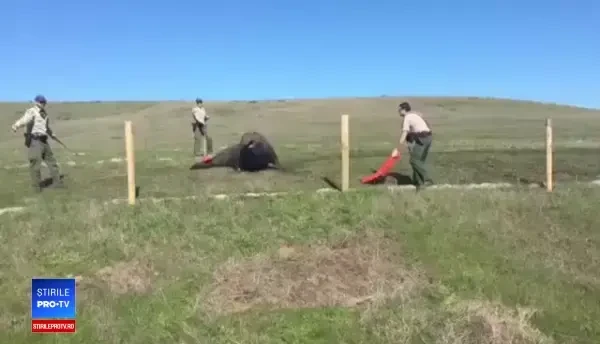 Operațiune de salvare neobișnuită în California