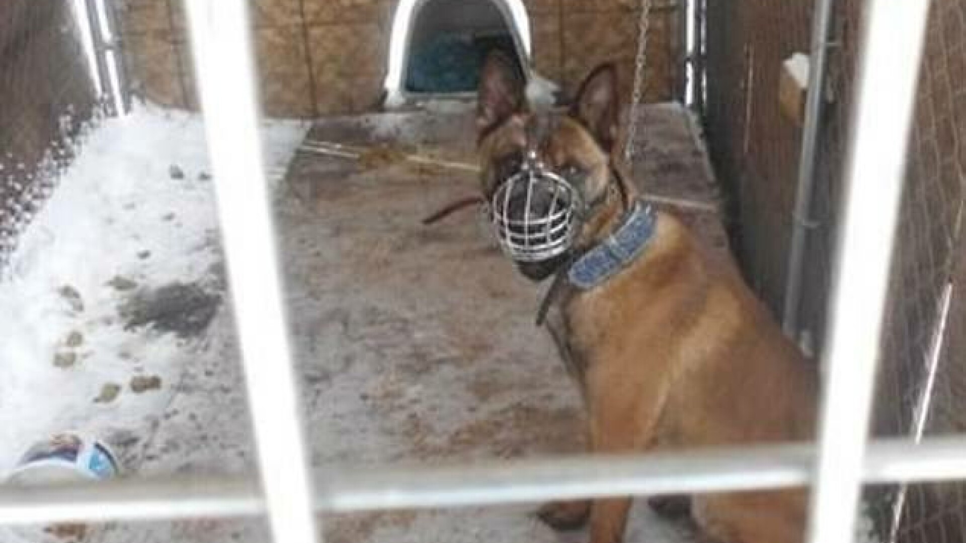 Cățel, închis în cușcă, la temperaturi de -23 de grade. Polițiștii l-au găsit tremurând