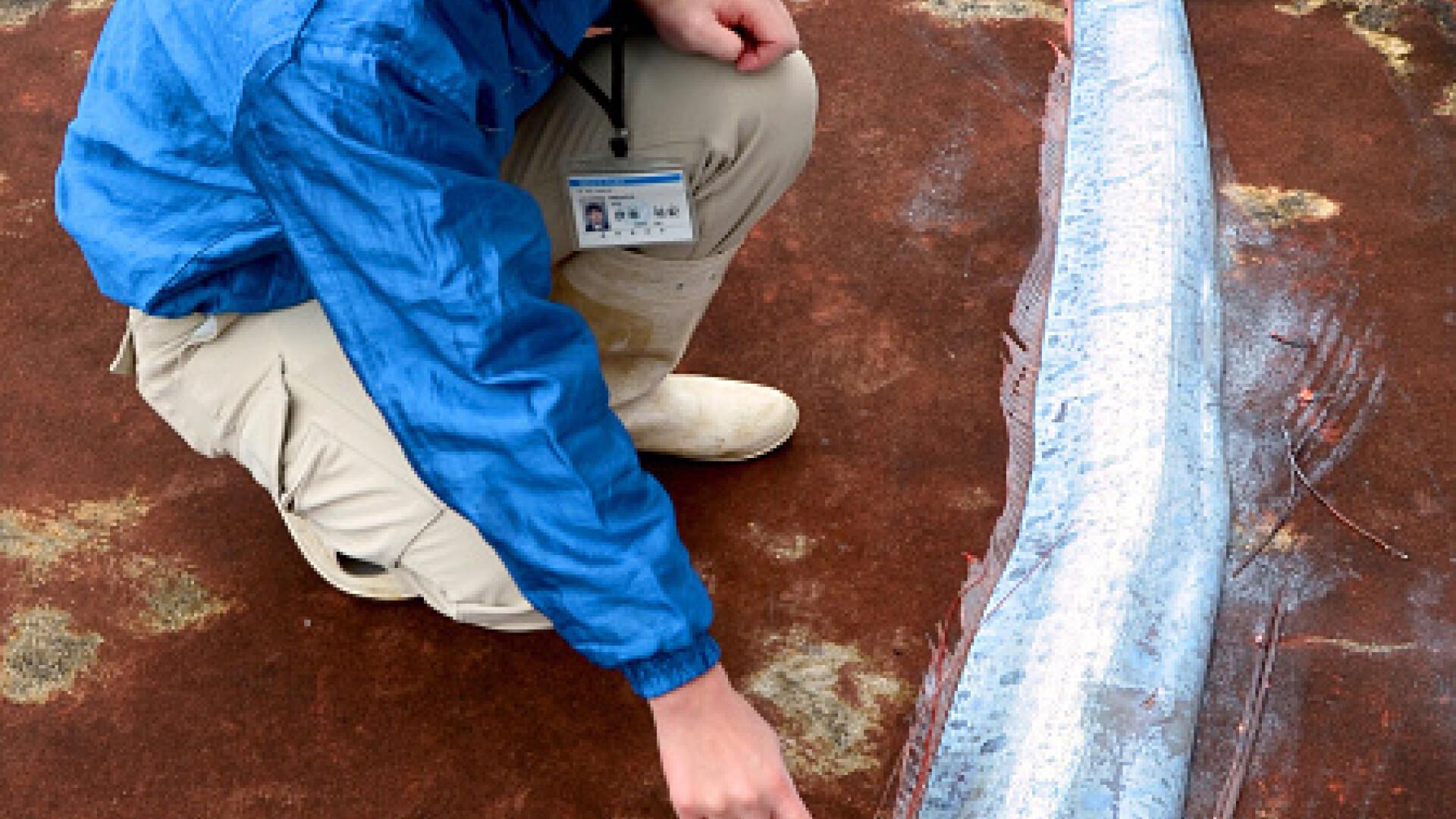 Japonezii se tem de un nou tsunami. Descoperirea făcută de pescari