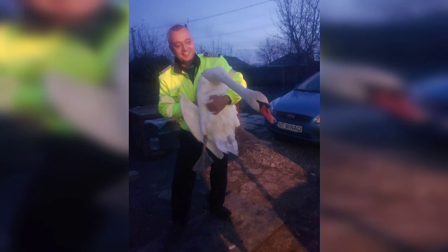 Lebădă salvată de un polițist dintr-o plasă de pescuit