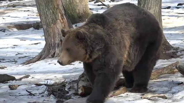 Semnele urșilor din Târgu Mureș despre primăvară. De 10 ani nu au greșit niciodată