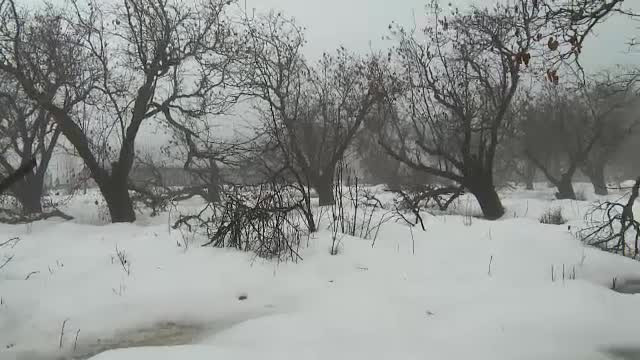 Prăpăd în livezi din cauza zăpezii. Cum pot obține pomicultorii despăgubiri de la stat