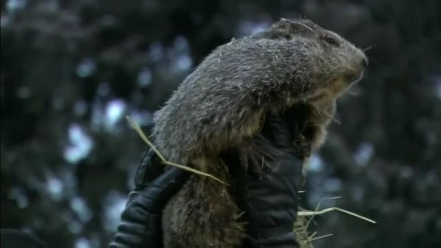 Vestita cârtiță Phil a ieșit din bârlog ca să emită tradiționala prognoză meteo