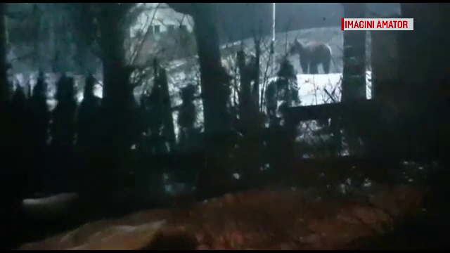 Panică în Miercurea Ciuc. Un urs a fost văzut dând târcoale spitalului din oraş