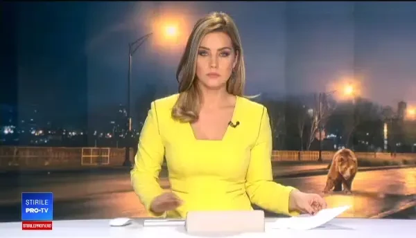 Panică în Miercurea Ciuc. Un urs a fost văzut dând târcoale spitalului din oraş