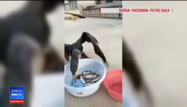 Cum vrea Petre Daea să demonstreze cât de periculoși sunt cormoranii. Clipul postat pe Facebook