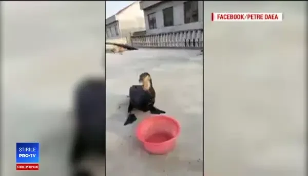 Daea, ținta ironiilor, după ce a postat un filmuleț în care apar cormorani ”periculoși”