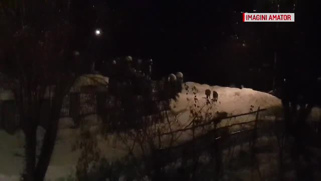 Turmă de mistreți surprinsă pe lângă casele oamenilor, în Maramureș
