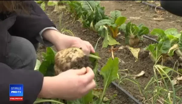 Românii au uitat legumele "vechi". La modă sunt acum Mangoldul sau sfecla Chioggia