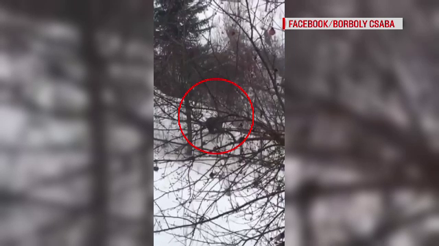 Un urs a fost văzut dând târcoale prin Miercurea Ciuc, în plină zi