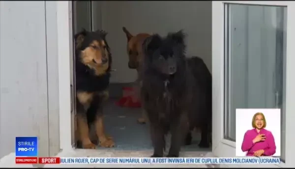 Aplicația prin care tot mai mulți lituanieni își adoptă un câine