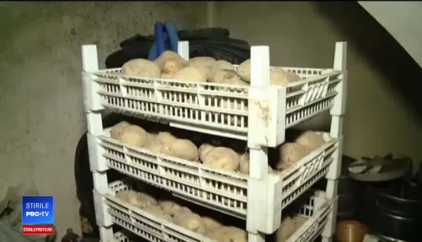 Reacția unui fermier care și-a trimis cartofii la export. Prețul cu care se vând în țară