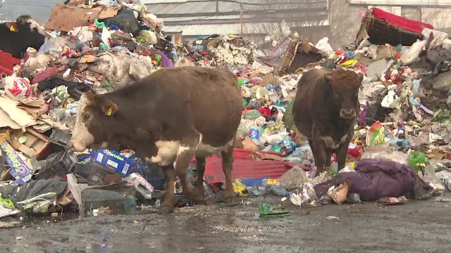 Amendă uriașă pentru un bărbat care își lasă vacile să mănânce din tomberoane