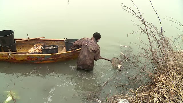 Peștii din bălţile Capitalei ar fi fost ucişi de avioane. CNAB ameninţă cu procesul