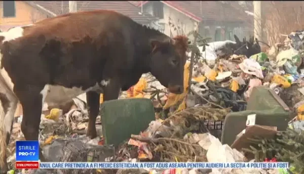 Amendă uriașă pentru un bărbat care își lasă vacile să mănânce din tomberoane