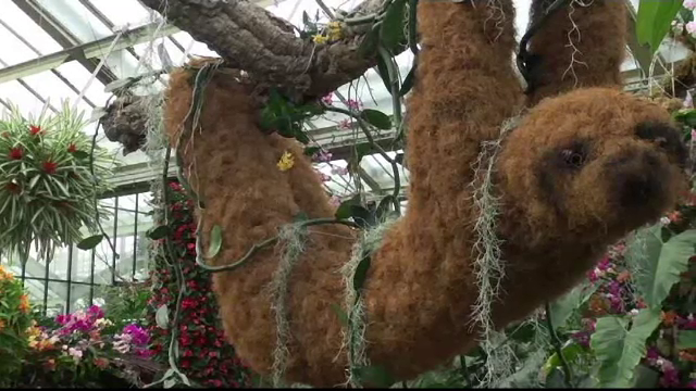 Festivalul Orhideelor a fost inaugurat la Grădina Botanică Regală din Anglia