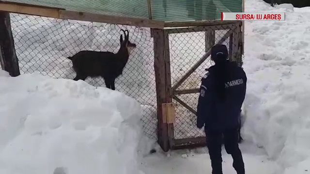1.000 de lei a primit amendă o familie care creștea în curtea casei o capră neagră
