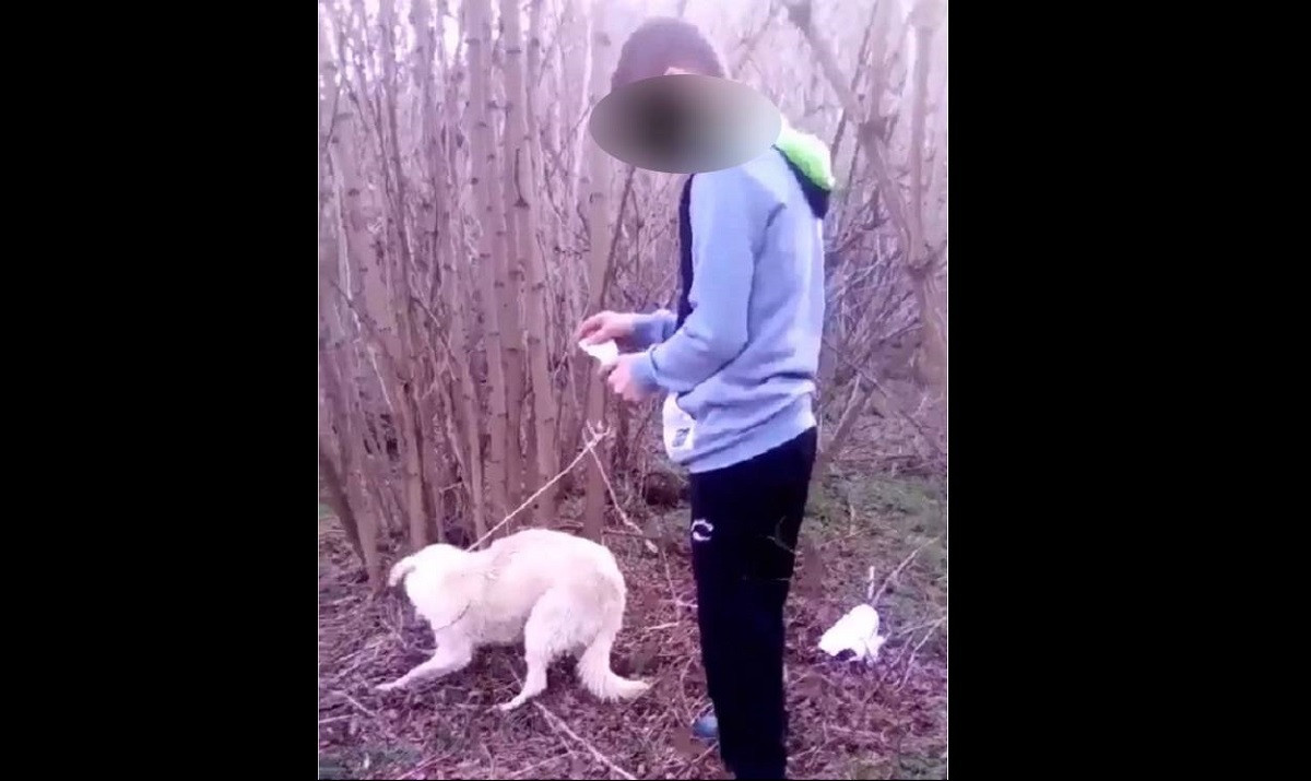 Imagini șocante în Dâmbovița. Un adolescent dă foc unui câine legat de un copac