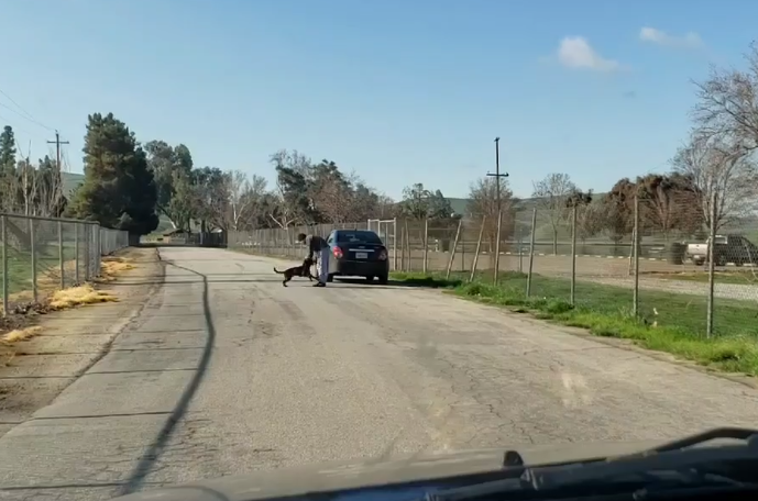 Catel abandonat de stapan