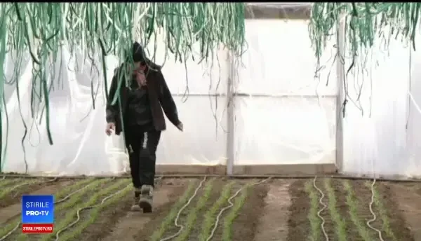 Agricultura românească, în topul ineficienţei. 3 milioane de fermieri sunt doar pe hârtie