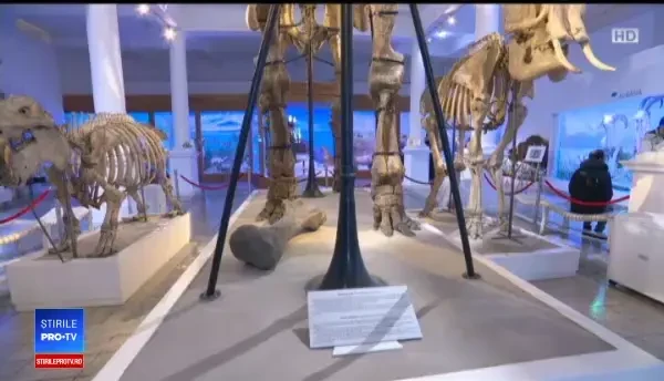 Povestea monstrului preistoric de la Antipa, găsit în Vaslui. A fost distrus la cutremur