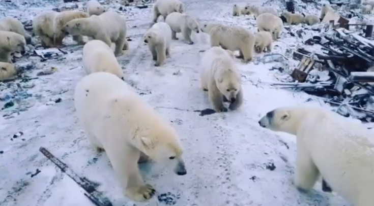 Rușii trimit armata să apere un oraş invadat de urşii polari înfometaţi