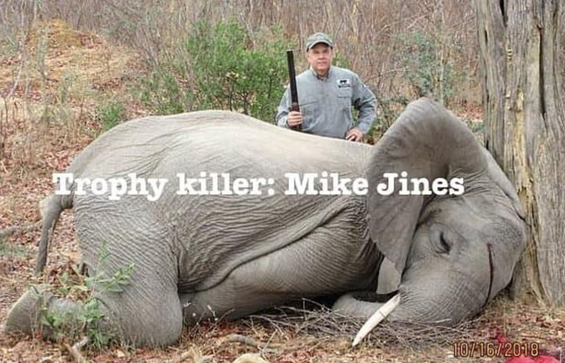 elefant, pui, Mike Jines, vanatoare,