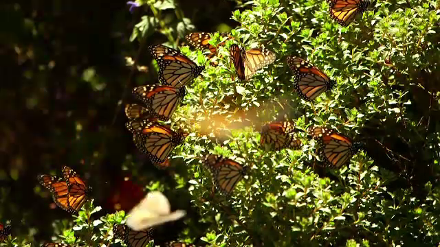 Fenomenul care ar putea duce la dispariția insectelor de pe Pământ