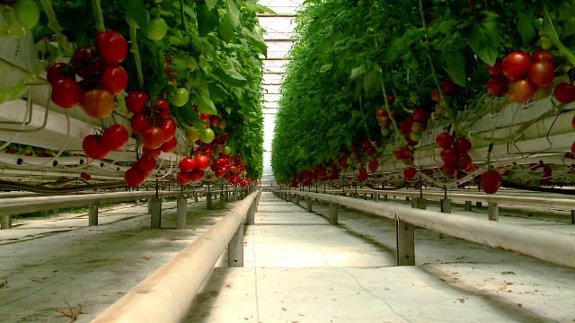 Primele roşii româneşti de anul acesta, în magazine. Cât o să ne coste "gustul romanesc"