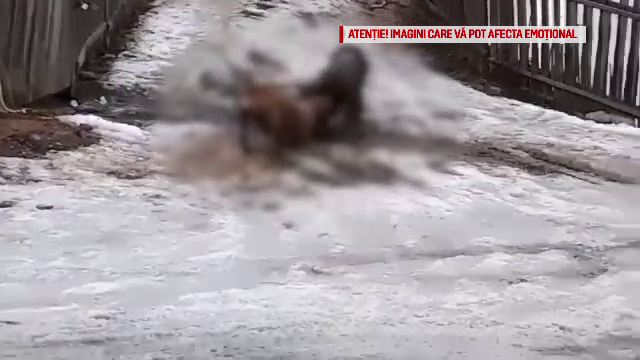 Momentul în care doi Amstaffi sfâşie un ciobănesc. "Copiii nu merg la şcoală de teama lor"